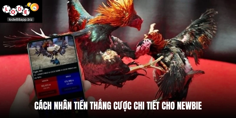 Cách nhân tiền thắng cược chi tiết cho newbie