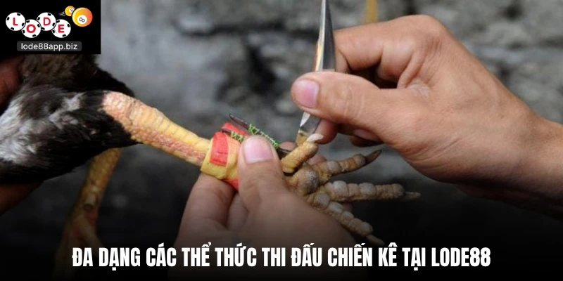 Đa dạng các thể thức thi đấu chiến kê tại lode88