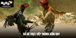 Đá Gà Trực Tiếp Thomo Hôm Nay - Lode88 Cung Cấp Cược Live
