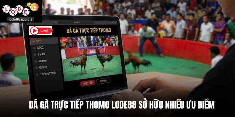 Đá gà trực tiếp thomo Lode88 sở hữu nhiều ưu điểm