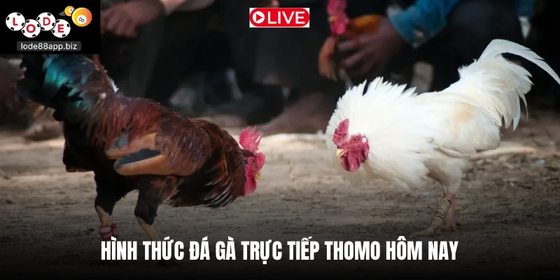 Hình thức đá gà trực tiếp thomo hôm nay