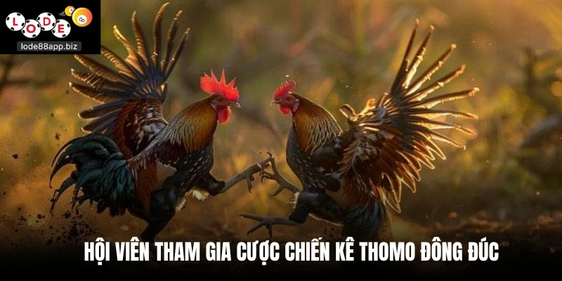 Hội viên tham gia cược chiến kê thomo đông đúc